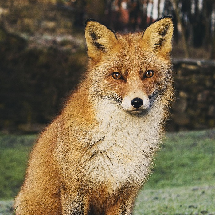 Fox Foxstar's avatar